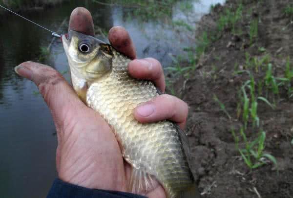 「」钓鱼忘没带饵，泥土挖它当鱼饵，结果可能很意外
