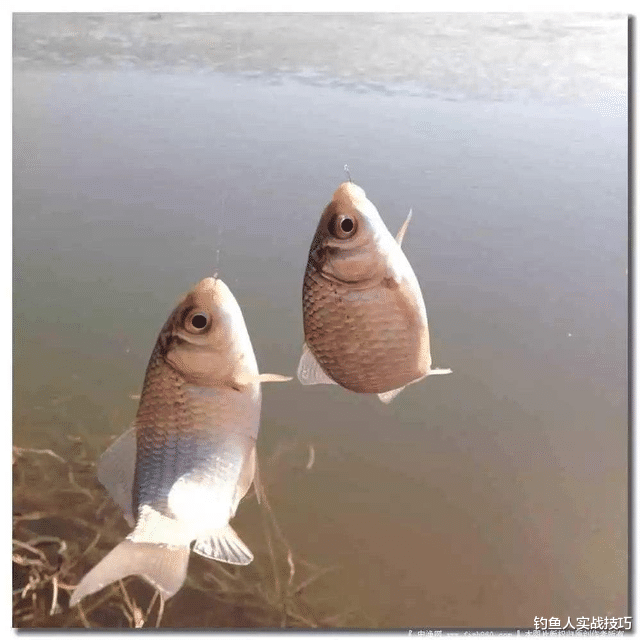 饵料|冬季钓鱼这些技巧要掌握，不然白白浪费时间