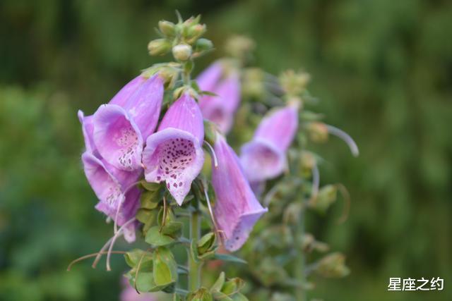 |在8月份，摆脱困境，机缘巧合，牵手幸福的三大星座
