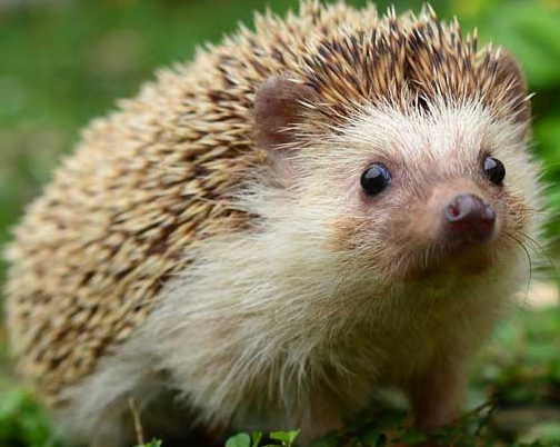 猫头鹰■刺猬遇到危险会蜷成一个球,但是面对这些动物,刺猬的尖刺没有一点作用!