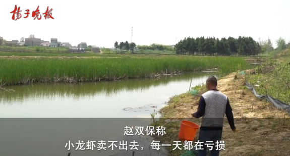 ▲万斤小龙虾滞销！村 “第一书记”带货1个月还是卖不掉！网友说...