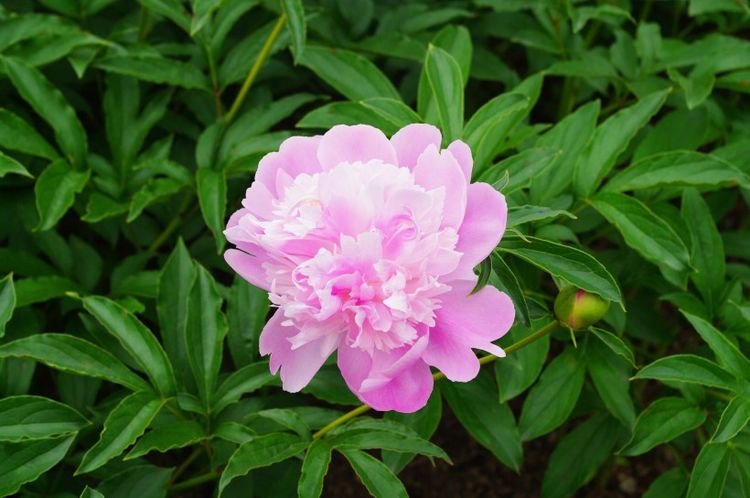 生肖|8月开始天降大财，大运临门，不缺贵人，事业登高的四大生肖