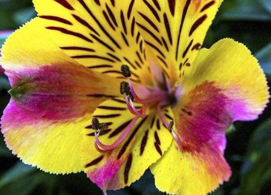 「吉星」5月份好运到，4属相有贵人帮助，生活中吉星庇佑，万事顺心如意