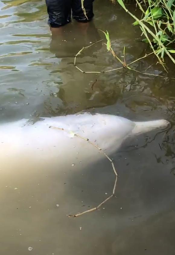 白鱀豚|钓鱼钓到“白鱀豚”？钓鱼圈热传的白色豚形生物到底是什么