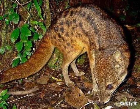 「大象」可坚持23时15分，它是陆地交配最长久物种，雌性等待5年才怀孕