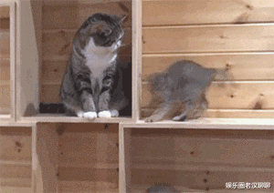 素食主义|真有不吃肉的素食主义吗？于是我当晚就提出了分手，你去和红烧肉去过吧