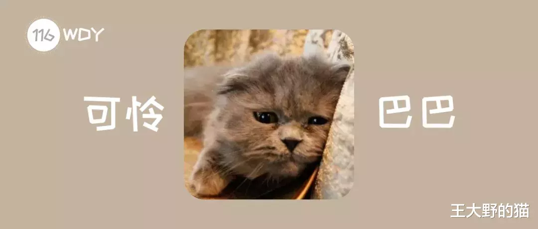 干货：猫咪不慎受伤，铲屎官们如何第一时间正确有效处理？