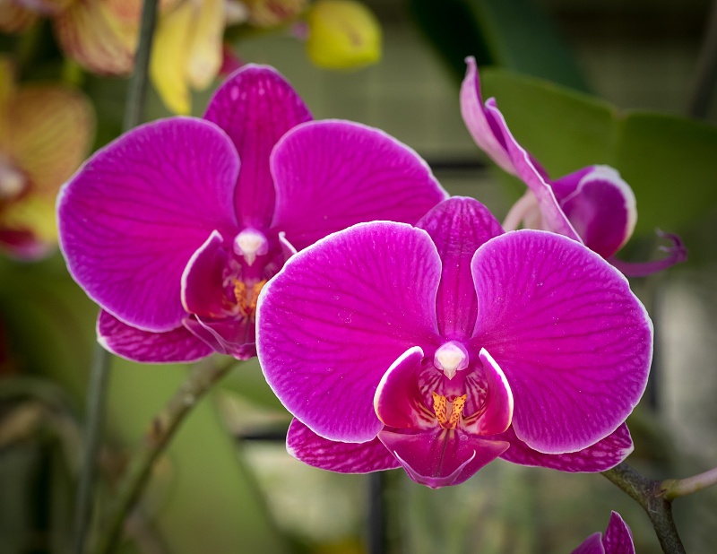 运势|八月开始，求财得财，偏财旺盛，财运畅通的4生肖