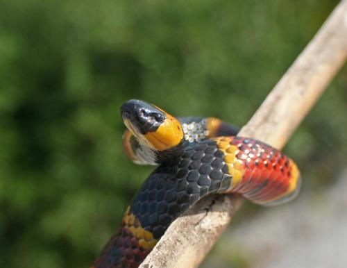 #月球#环颈射毒眼镜蛇严肃,不要靠我太近哦,不然我射死你