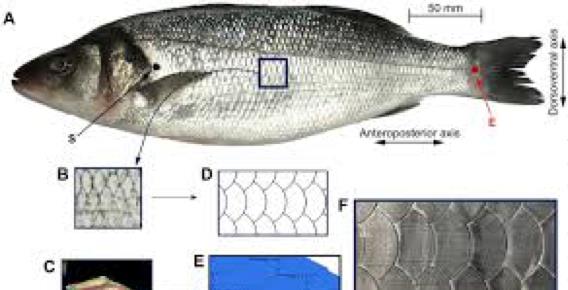 动力学|空气动力学家揭示:鱼鳞阵列面比光滑表面阻力小得多