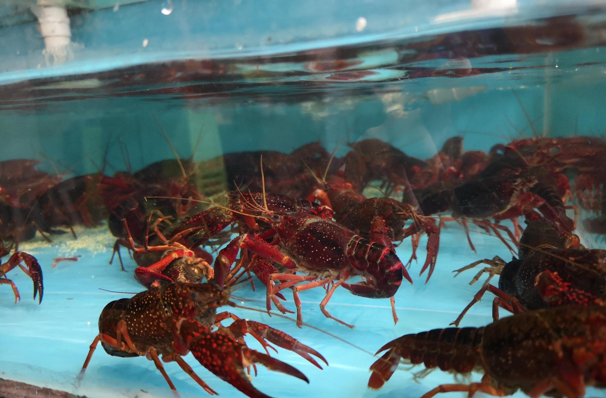 【小龙虾】女白领点20斤活虾下班忘带走，同事看到后惊呼：龙虾跑到办公室啦！