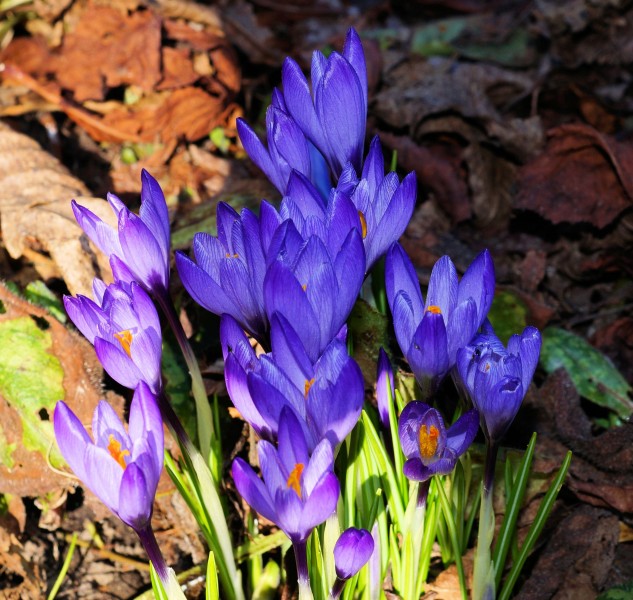 「生肖」6月末，桃花纷纷佳偶天成，姻缘运到来，喜拥命中人的四大生肖