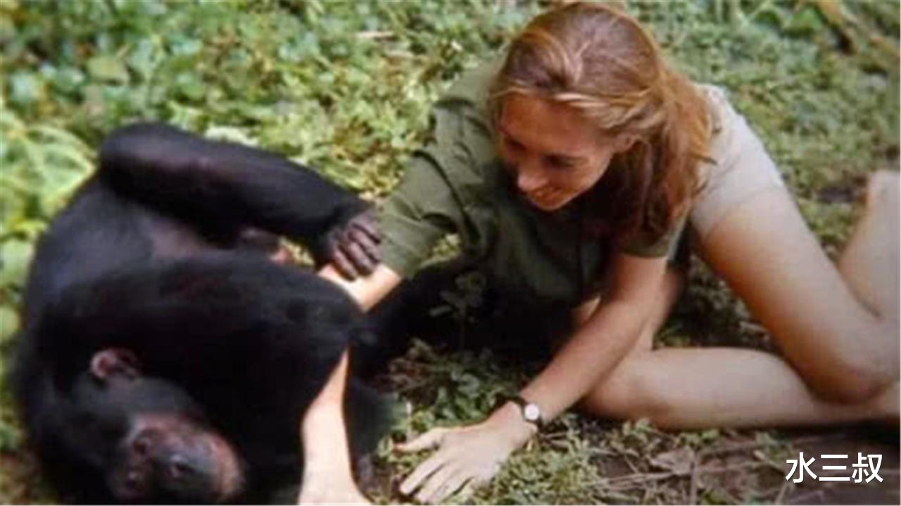 []最开始“大猩猩”身上的艾滋病，为啥会传染给人？专家说出了真相