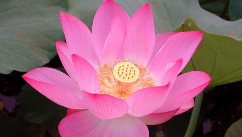 运势|下半年，横财一路发，出门遇贵人，终成大器的四生肖