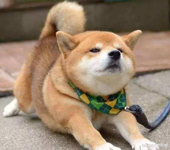 狗狗“伸懒腰”的5个意思，你知道吗？