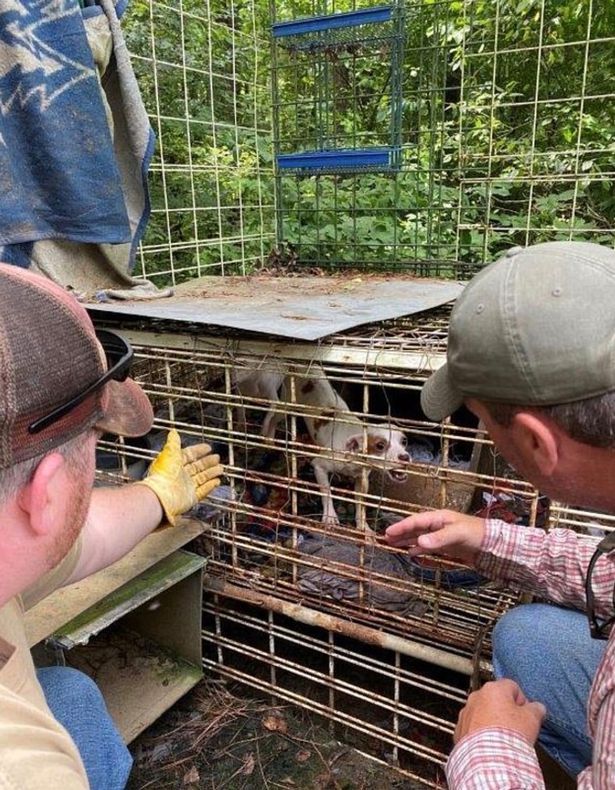 虐待儿童|一名蹒跚学步的孩子被困在在肮脏的狗笼中，笼子里环绕着啮齿动物、蛇、枪和大麻植物