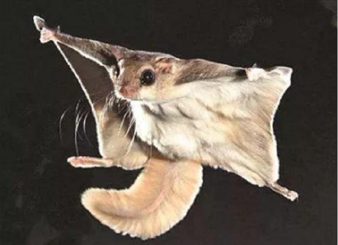 寒号鸟|原来我们熟悉的寒号鸟并不是鸟类，而是一种动物