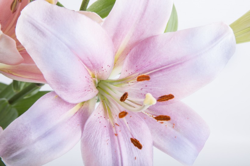 「金牛座」7月桃花开,喜鹊报喜送真爱,月老钦点鸳鸯谱,喜结姻缘果的4生肖