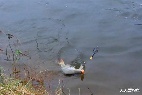 @钓鱼技巧:这种钓法很奇特,鱼钩挂珠子不挂饵,也能轻松钓大鱼!