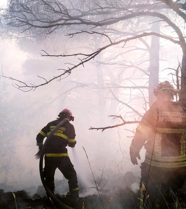 野火难烧尽，火后砍伐树木对森林会有什么影响？