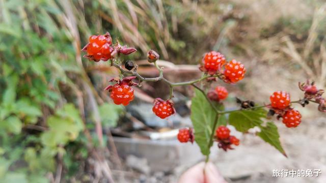 「桃花源」“桃花源”般古村，藏于皖南秀丽山峰之巅，村民至今保留古老传统