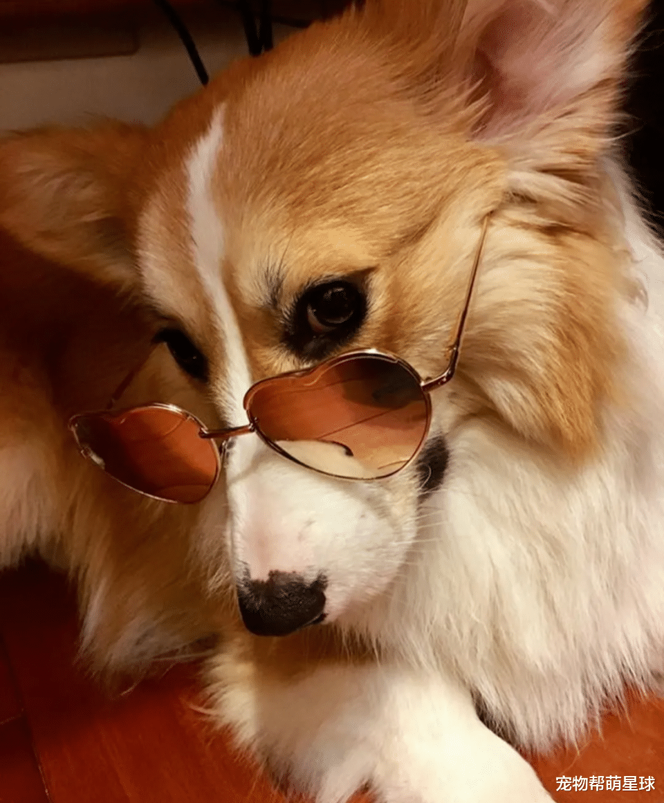 柯基犬|48斤柯基为拒绝游泳减肥,秒做翻滚动作让网友笑喷!