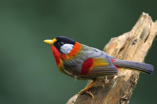 恐龙|为什么天上很少有比人体型更大的生物？