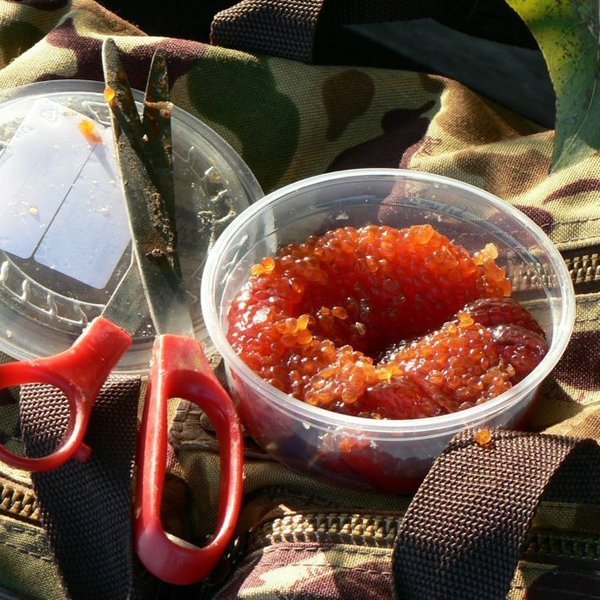 蚂蟥|钓鱼鱼饵，淡水钓诱饵篇，江河湖泊黑坑野钓