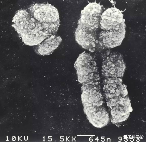 基因|孙子有多少基因来自爷爷?2000年前祖先的基因还在你身体吗?