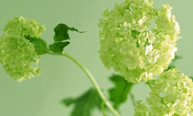 金牛座：6月份，感情来之不易，且行且珍惜的星座，恋爱不是你说的算