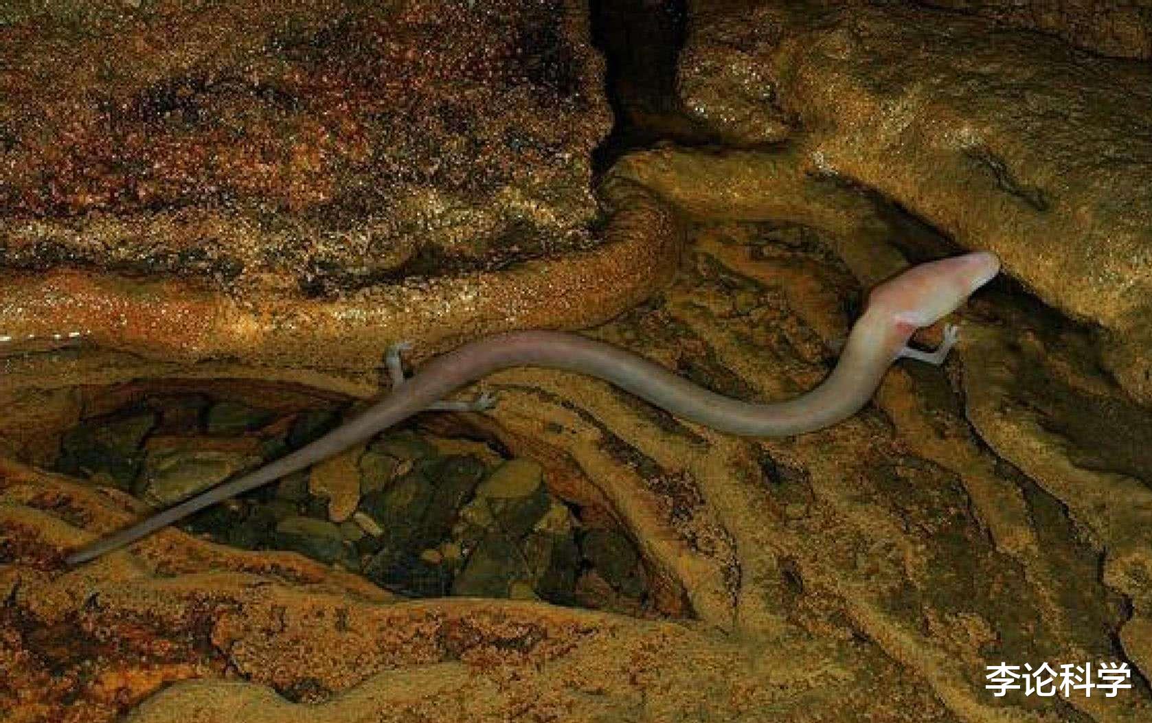 生物学家|最像龙的生物，7年不动不吃，12年交配一回，神一般的存在