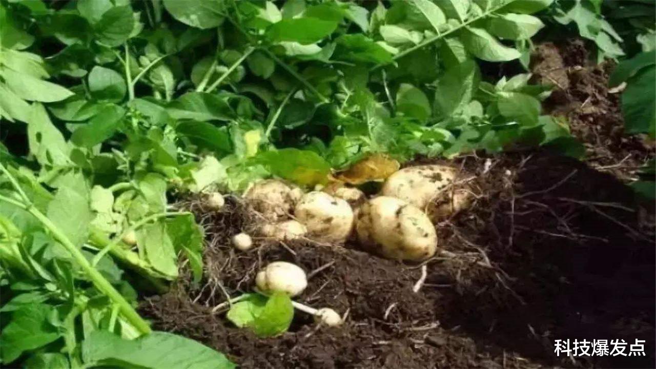 无性繁殖|为什么人类要有性繁殖？无性繁殖不是更方便吗？优缺点明显！