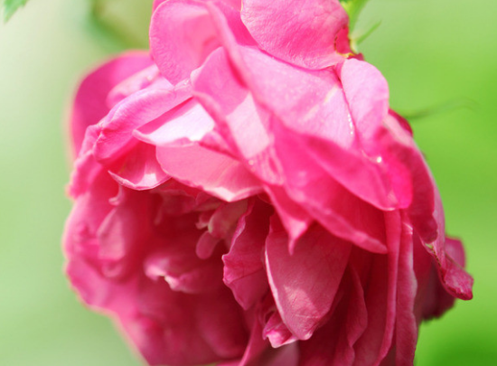 [运势]6月份开始，4属相风风光光，大展拳脚，喜事接二连三，惊喜不断