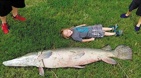 「物种入侵」最长3米，体重90公斤以上，“活化石”在中国被列入黑名单