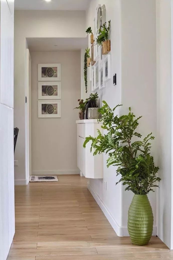 绿植怎么种更美？多种几盆，摆上架子，美出天际！