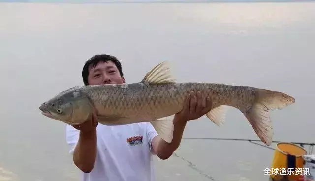 「玉米」觉得玉米钓鱼不好使？把这3点弄明白了，人人都能弯弓战巨物！