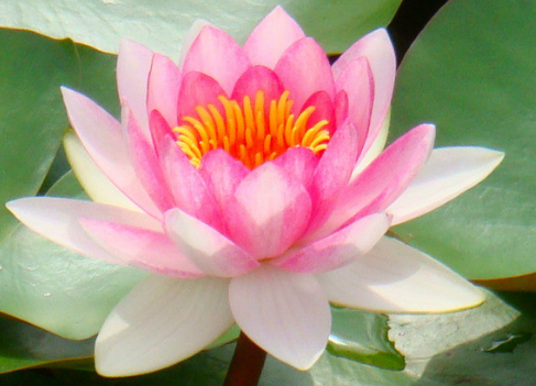 运势@6月下旬，4属相充满幸运，运势上升，财源滚滚，生活充满幸福