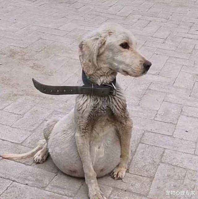 路边趴着一只肚子硕大的狗，男子本以为怀孕了，随后却发现是公的