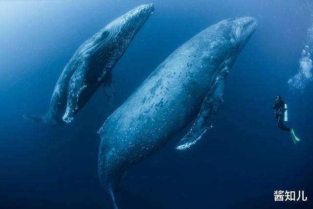 潜水者|女潜水者被两头鲸鱼夹成重伤，目击者：其中一头鲸鱼可能有30吨
