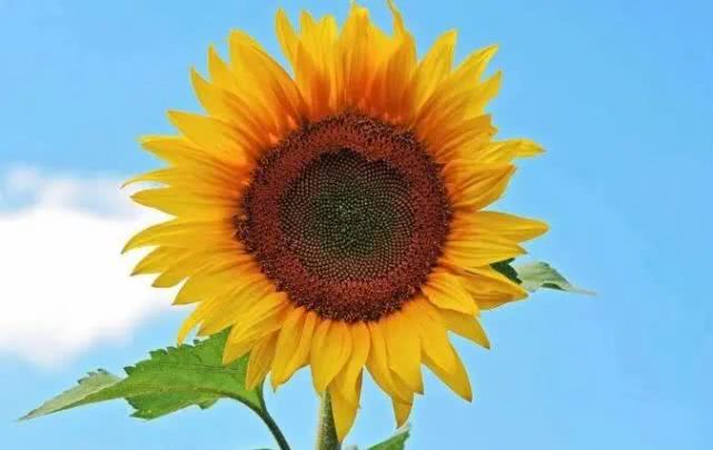 【】到了6月份，运势大洗牌，财运飙升，福多运旺的属相