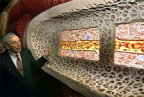 人体博物馆|全球唯一一座人体博物馆，从子宫到牙齿都非常逼真，女孩6岁以下不能进