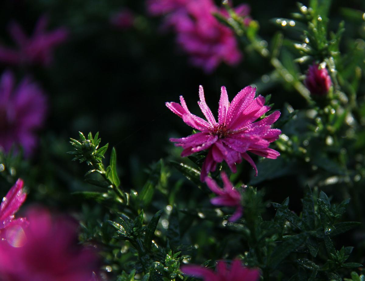 #生肖#运势亨通紫气东来，财运兴旺，事业百顺的几大星座，财运旺运气旺