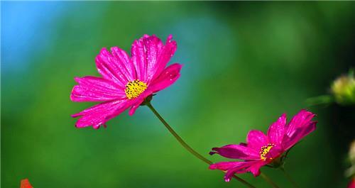 处女座|这四个星座要是主动找你，就是真的爱上你了