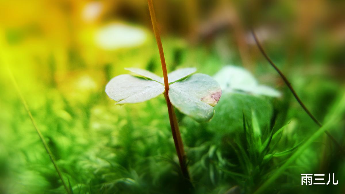 数码相机|数码摄影全接触之数码相机的选购