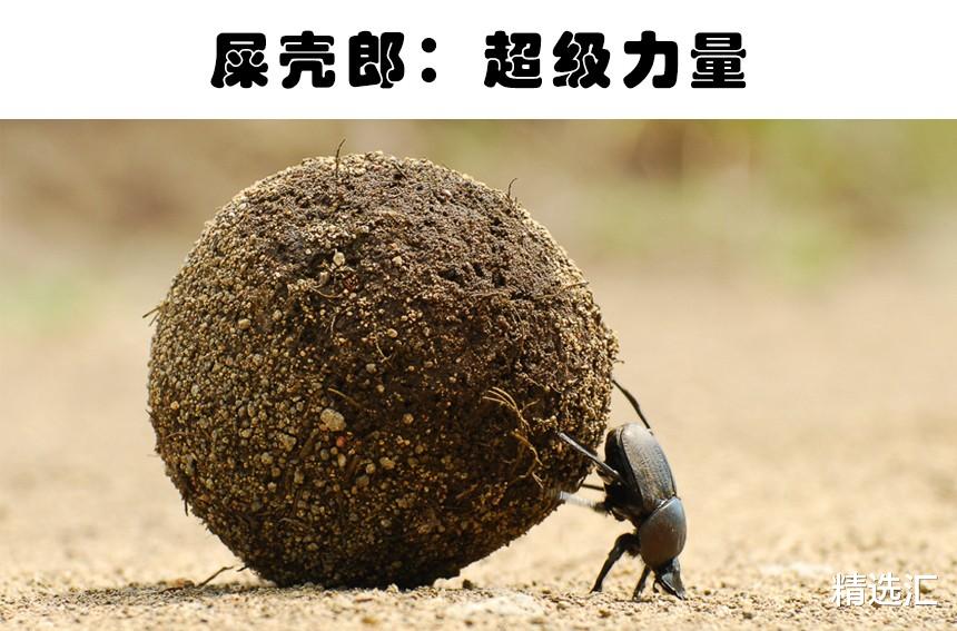 超能力|拥有“超能力”的动物：以人类角度来看，拥有超能力的10种动物