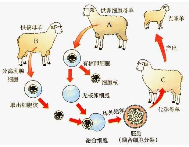 「」23年前就有了克隆羊，为何不克隆人类？看看多莉的下场就知道了！