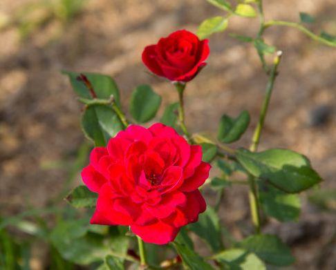 大旺|下月事业大旺，财多福至，4属相好事成双，生活令人羡慕