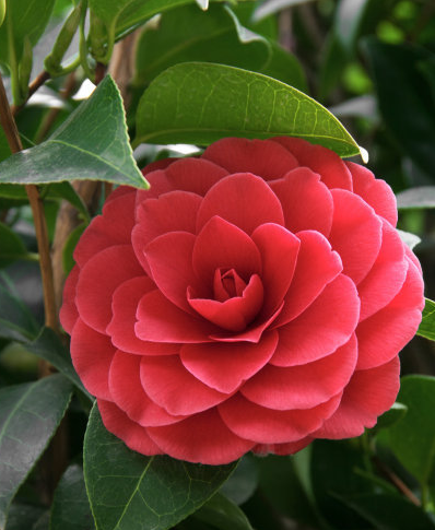 [运势]未来一周贵人助力，4属相万事亨通，事业发展顺心如意，前景光明