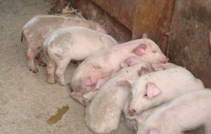 医生|仔猪腹泻用阿莫西林有效吗？很多养猪人错了