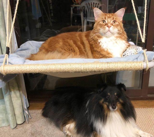 当大体型缅因猫遇上橘猫的基因，巨型“橘猪”没错了